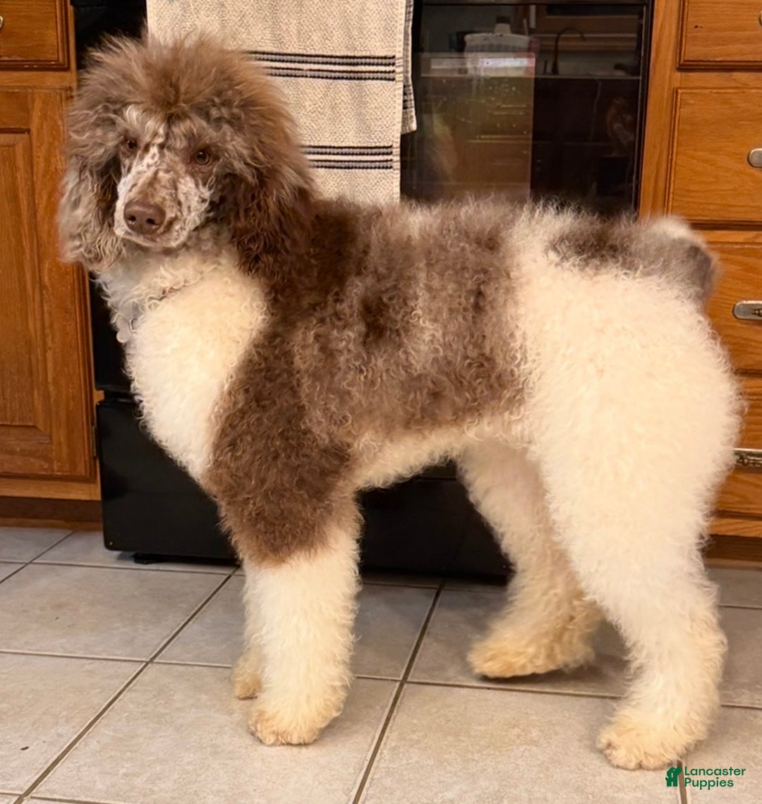 Standard Poodle dogs for sale: Whiskey AKC - Ad 1