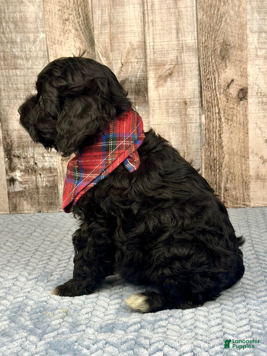 Mini Bernedoodle dogs for sale: Boy Rocket - 5122 - Ad 3