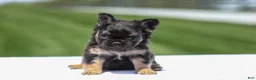 French Bulldog dogs for sale: Jade - Ad 8