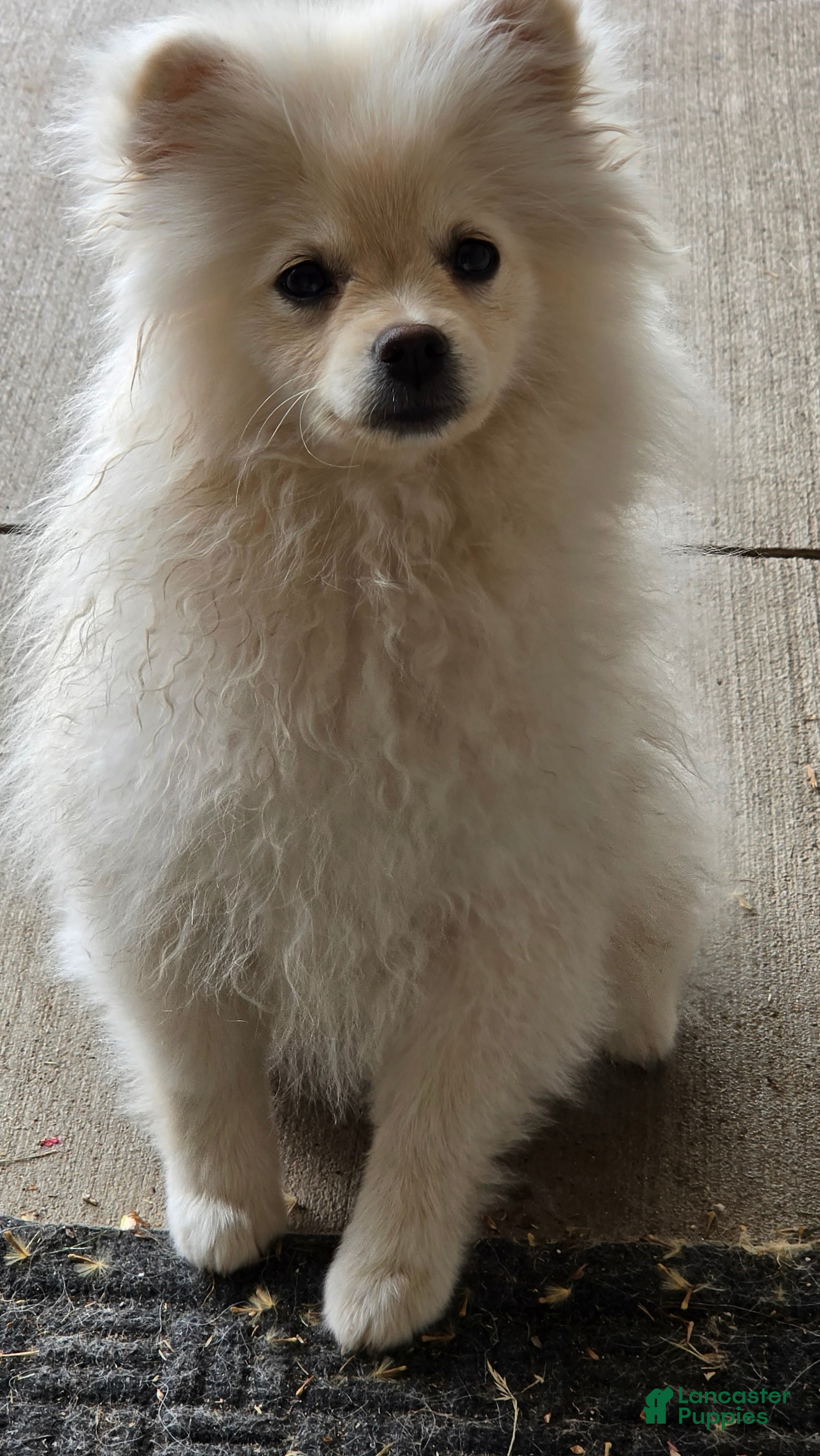 Pomeranian dogs Cameron - Ad 2