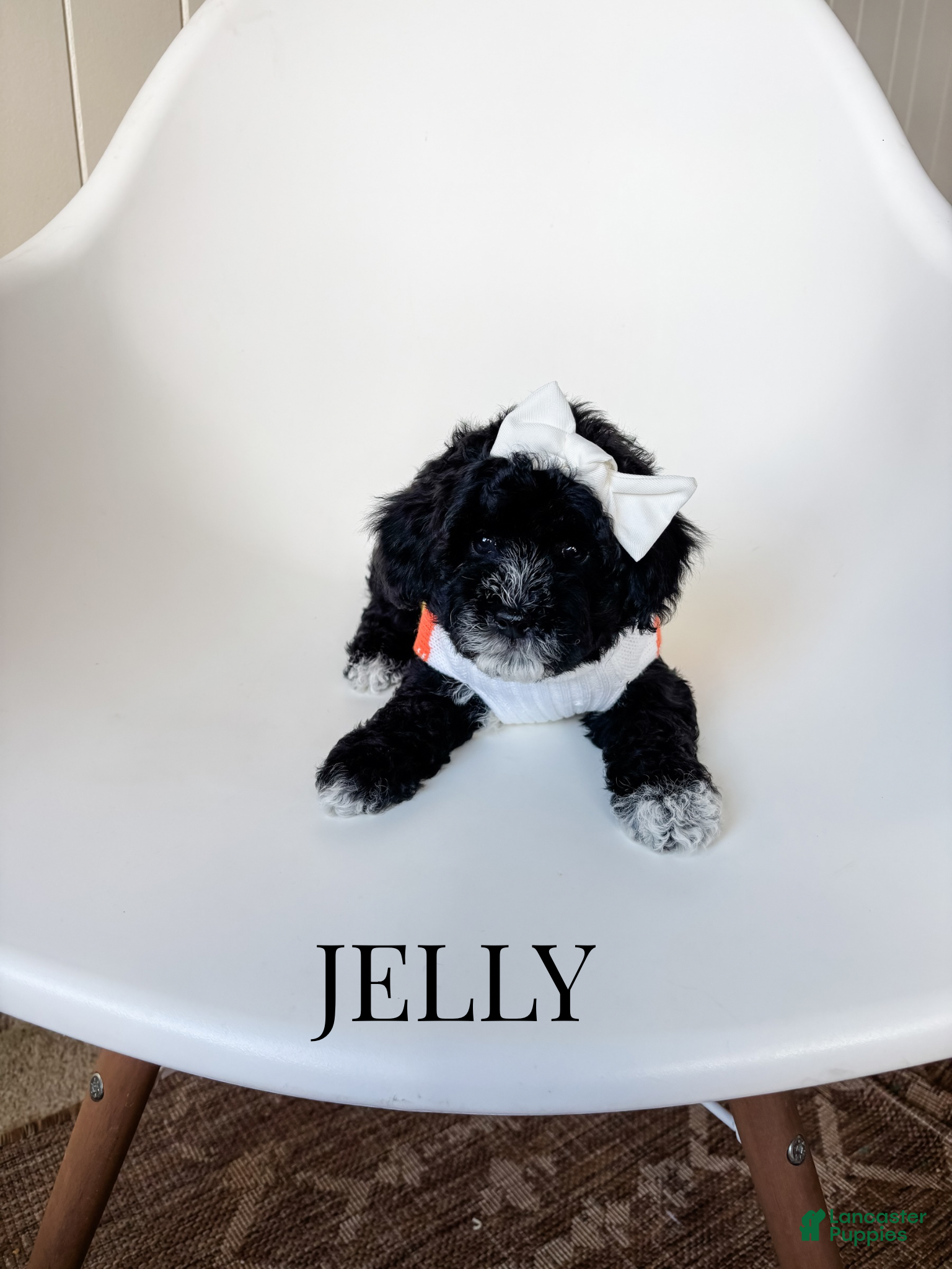 Toy Poodle dogs Jelly - Ad 15