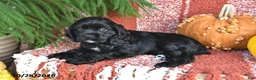 Cocker Spaniel dogs for sale: Smokey Bear - Ad 4