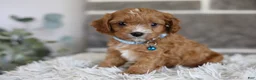 Cavapoo dogs for sale: Beanie - Ad 9