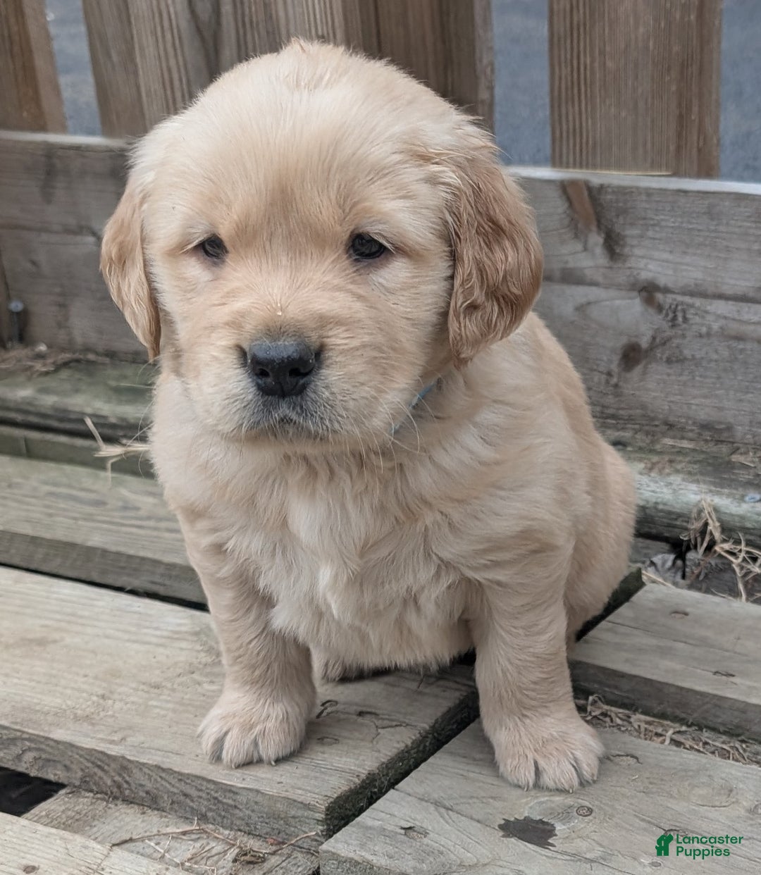 Golden Retriever dogs for sale: Rocky - Ad 5