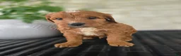 Mini Goldendoodle dogs for sale: Mini Goldendoodle Puppy 4 - Ad 4
