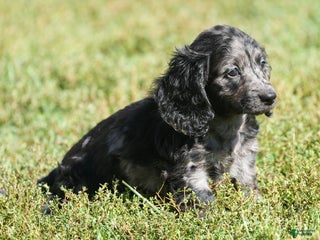 Miniature Dachshund dogs - Ad 37