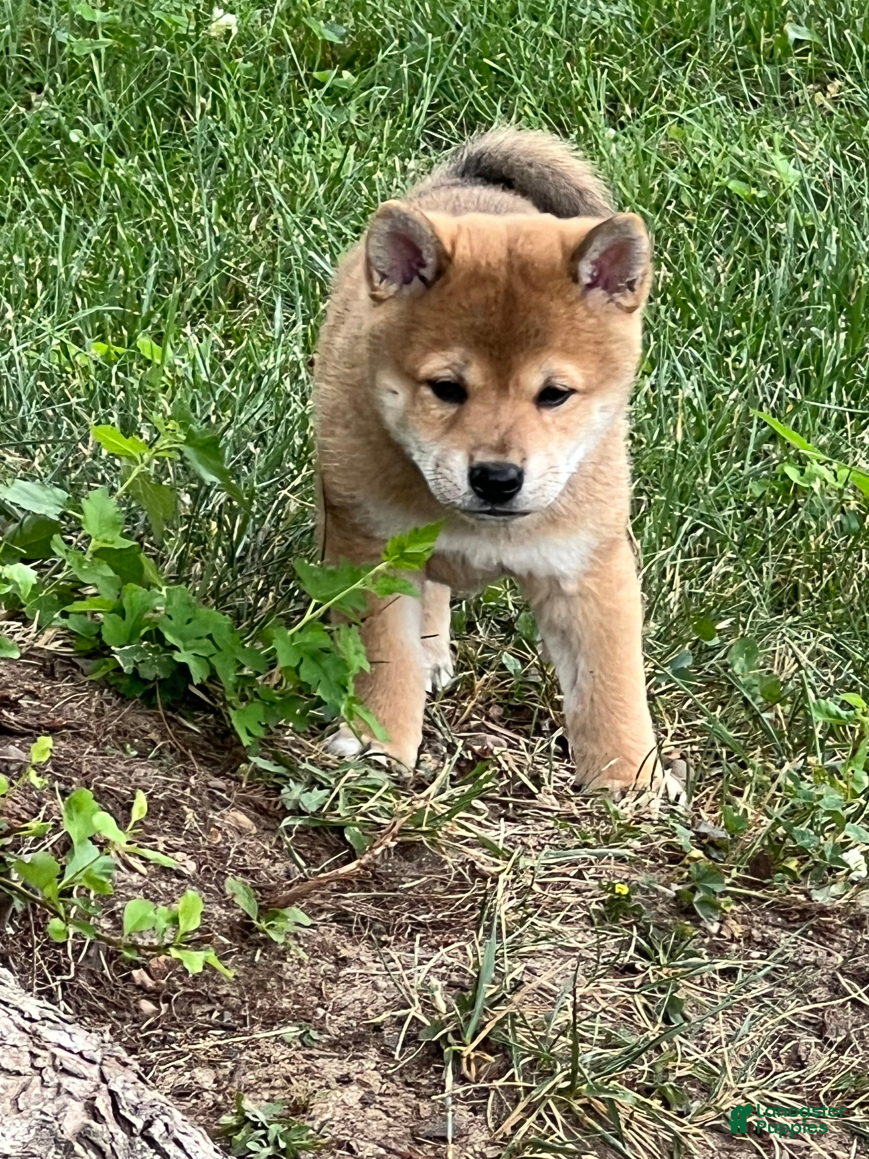 Shiba Inu dogs Sky - Ad 31