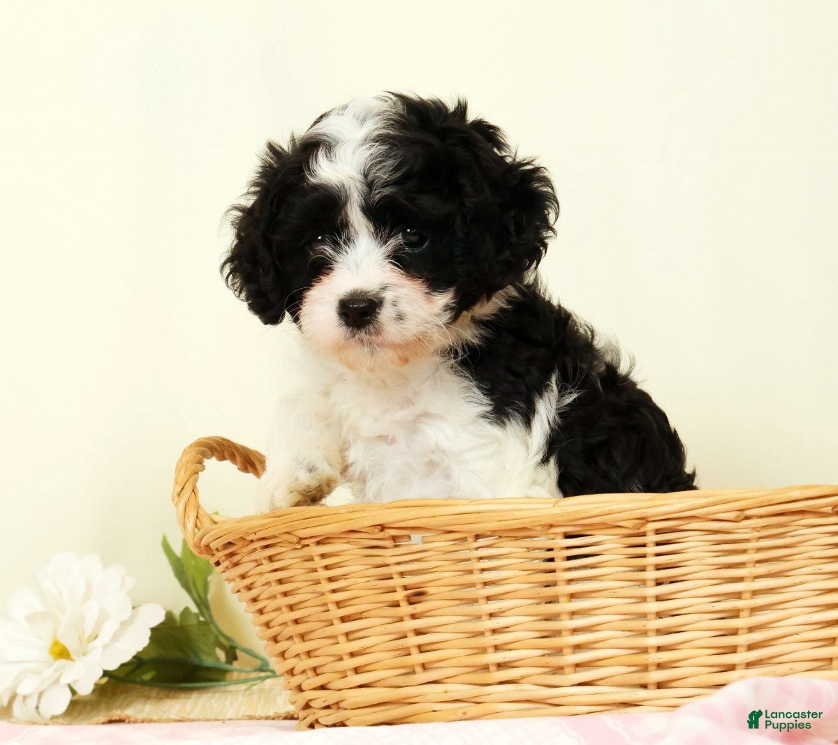 Cavapoo dogs Winnie - Ad 2