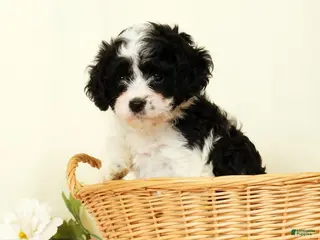Cavapoo dogs Winnie - Ad 2
