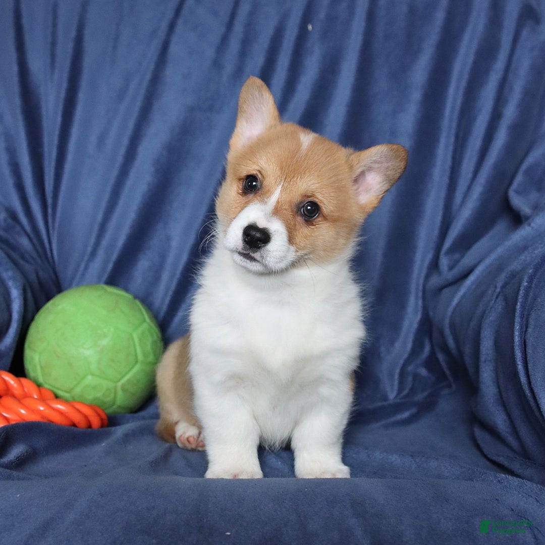 Welsh Corgi Pembroke dogs for sale: Sharon - Ad 5