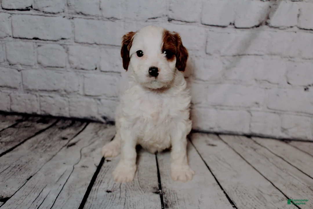 Cavalier King Charles Spaniel dogs for sale: Leonard - Ad 2