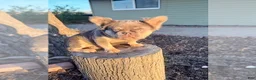 French Bulldog dogs for sale: ROCKY - LILAC TAN MINI IN CALI - USA DELIVERY OPTIONS - Ad 9