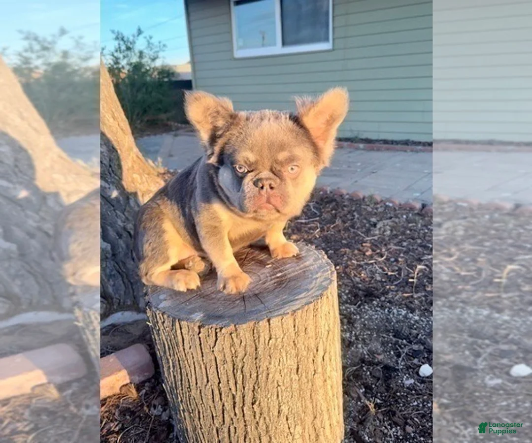 French Bulldog dogs for sale: ROCKY - LILAC TAN MINI IN CALI - USA DELIVERY OPTIONS - Ad 9