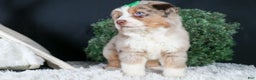 Miniature Australian Shepherd dogs for sale: SAMMY - Ad 21
