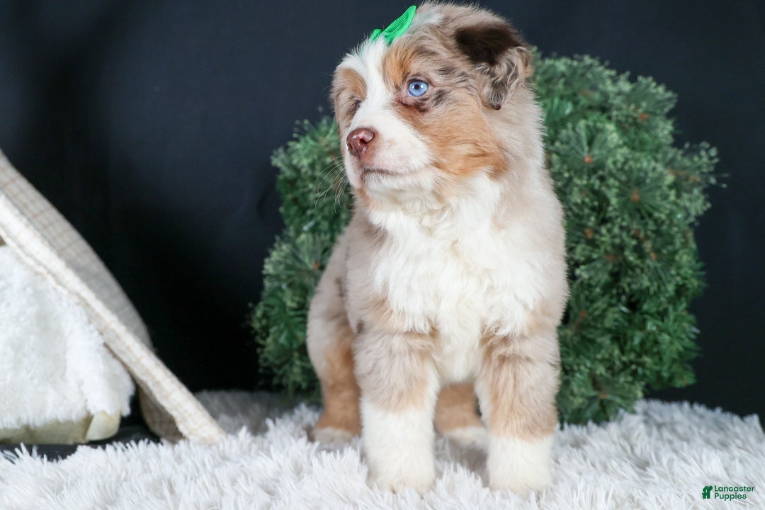 Miniature Australian Shepherd dogs for sale: SAMMY - Ad 21