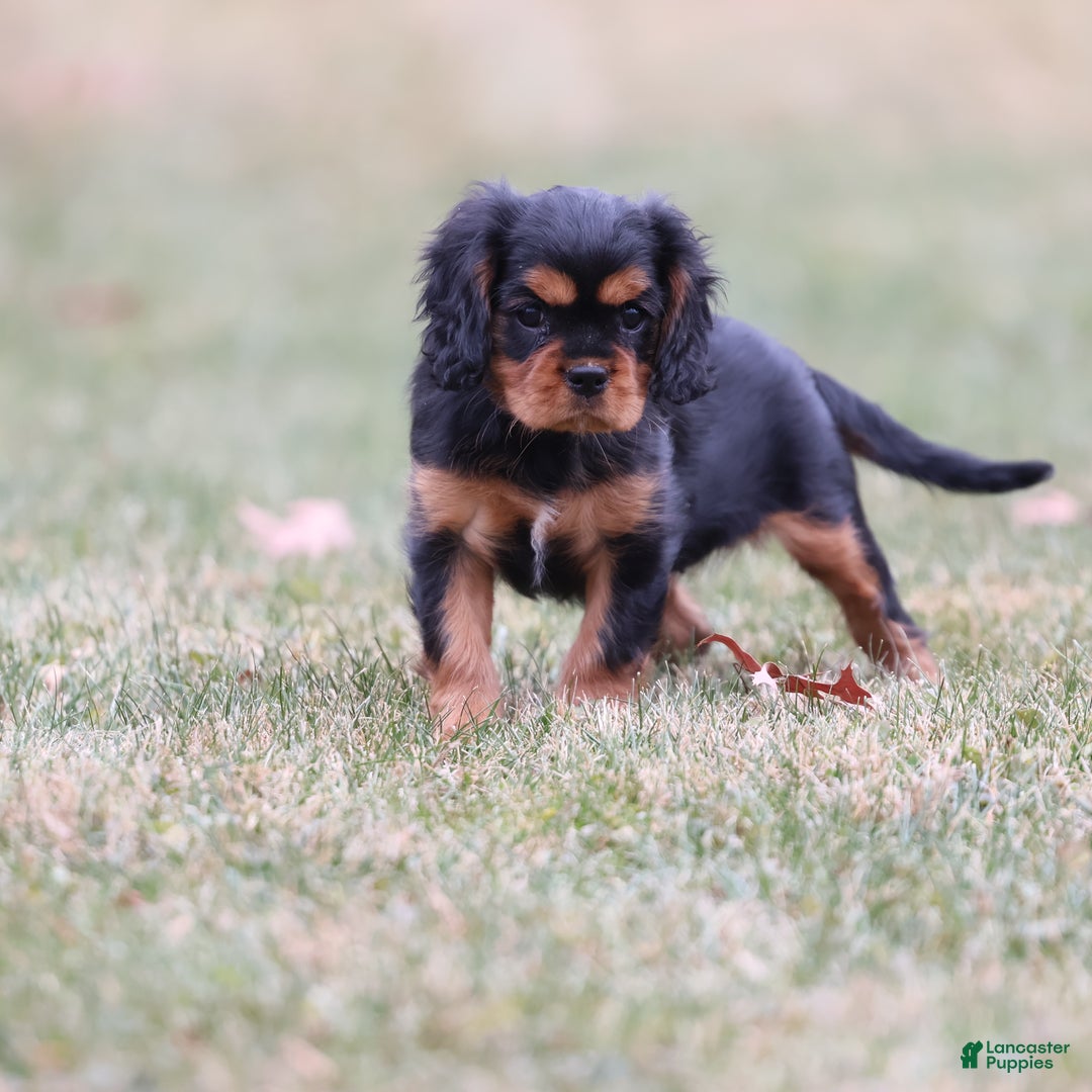 Cavalier King Charles Spaniel dogs for sale: Smartie  - Ad 4