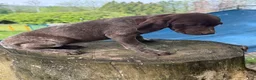 German Shorthaired Pointer dogs for sale: Ginny - Ad 3