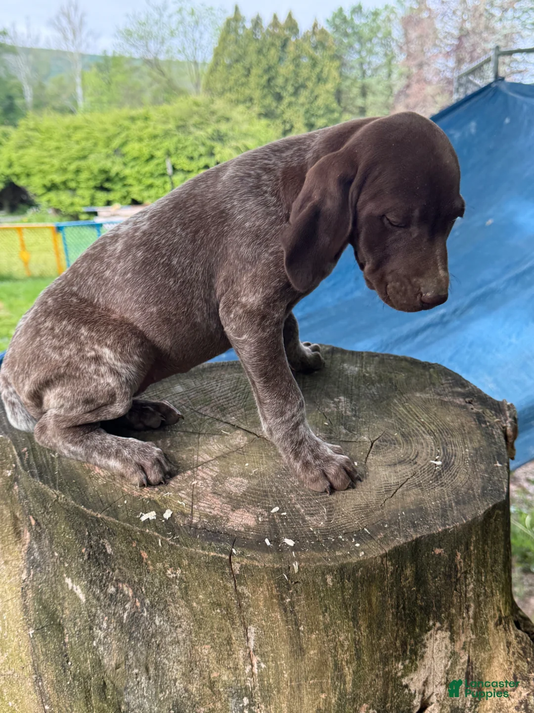 German Shorthaired Pointer dogs for sale: Ginny - Ad 3