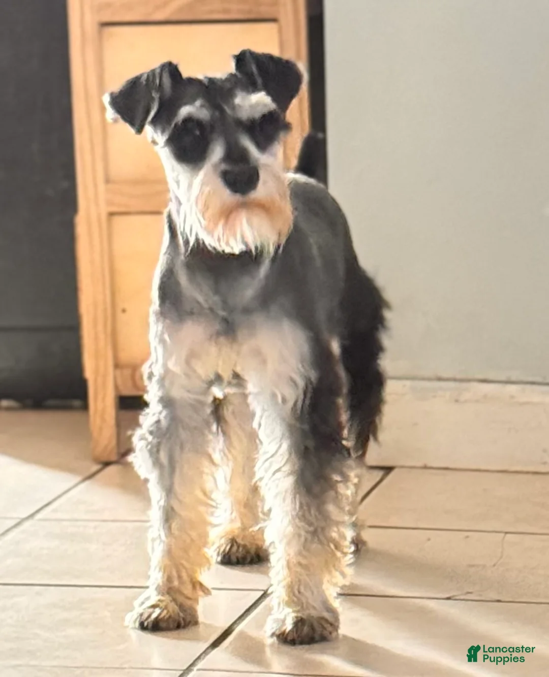 Miniature Schnauzer dogs for sale: Miniature Schnauzer 5 - Ad 7