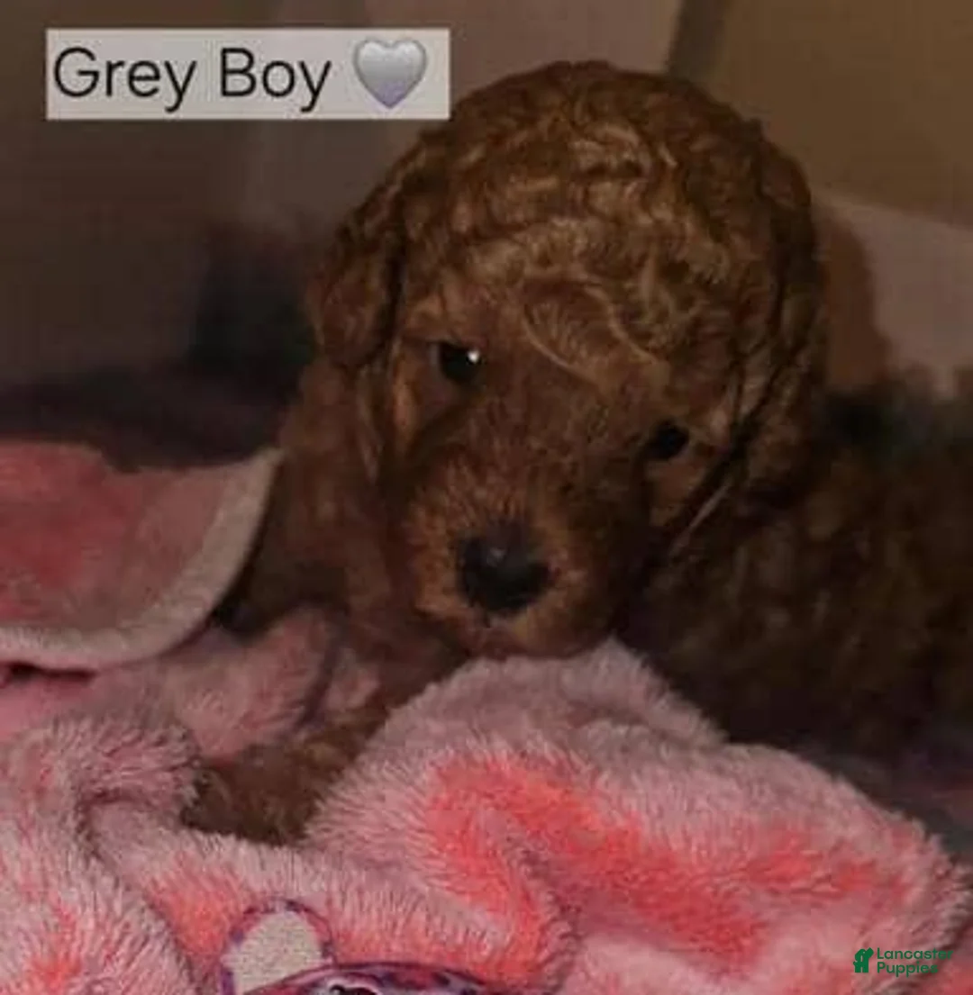 Toy Poodle dogs for sale: Toy Poodle 1 - Ad 2