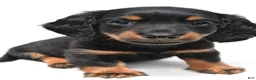 Miniature Dachshund dogs for sale: Kody - Ad 2