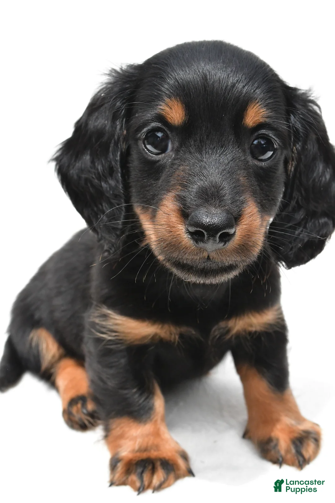Miniature Dachshund dogs for sale: Kody - Ad 2