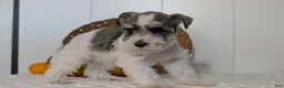 Miniature Schnauzer dogs for sale: Zion - Ad 3