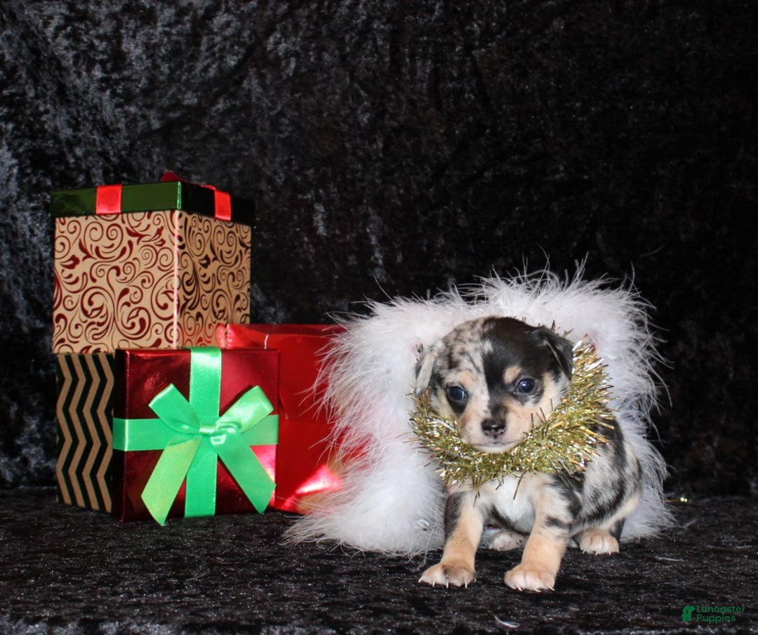 Chihuahua dogs for sale: Dagan - Ad 3