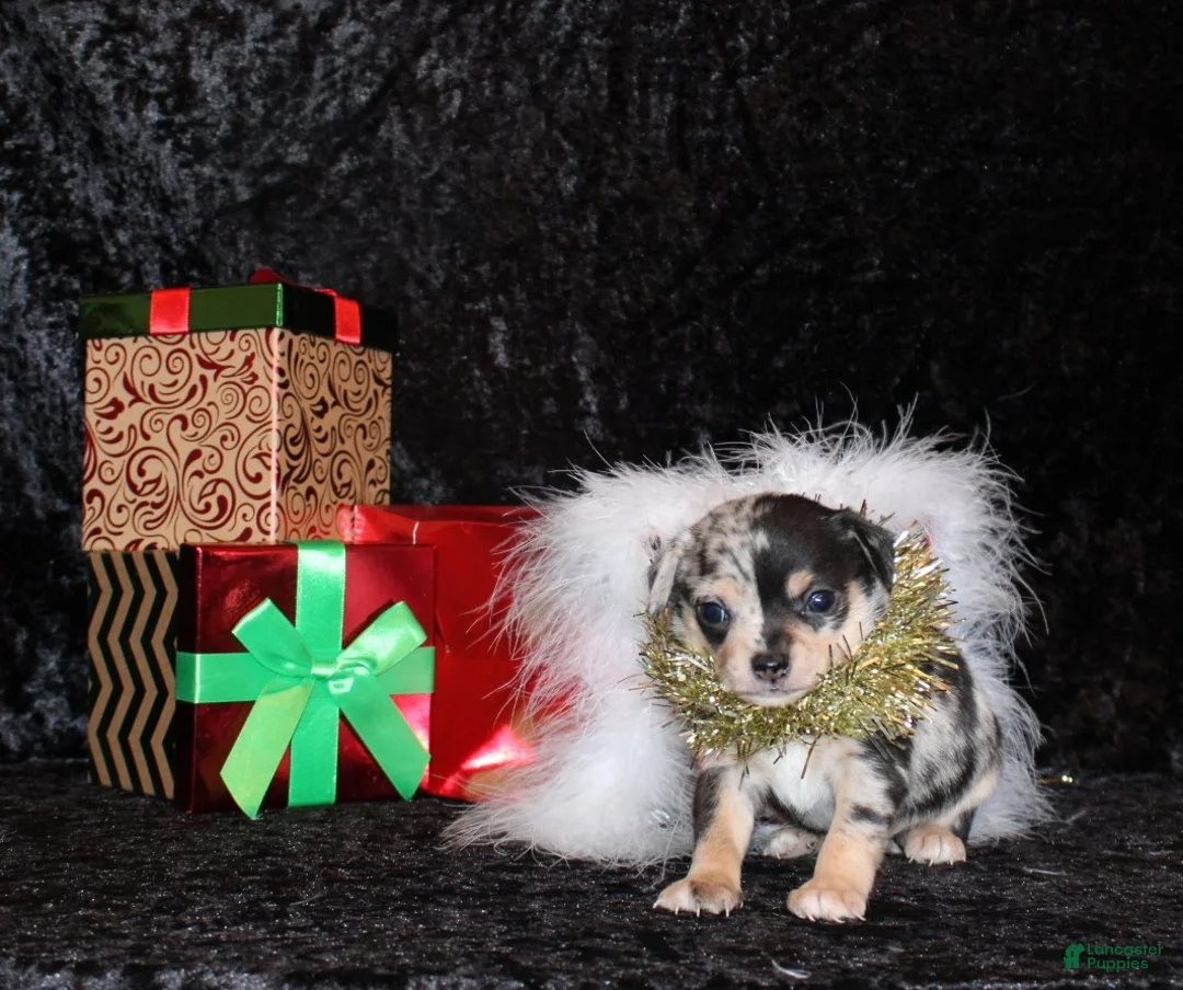 Chihuahua dogs for sale: Dagan - Ad 7