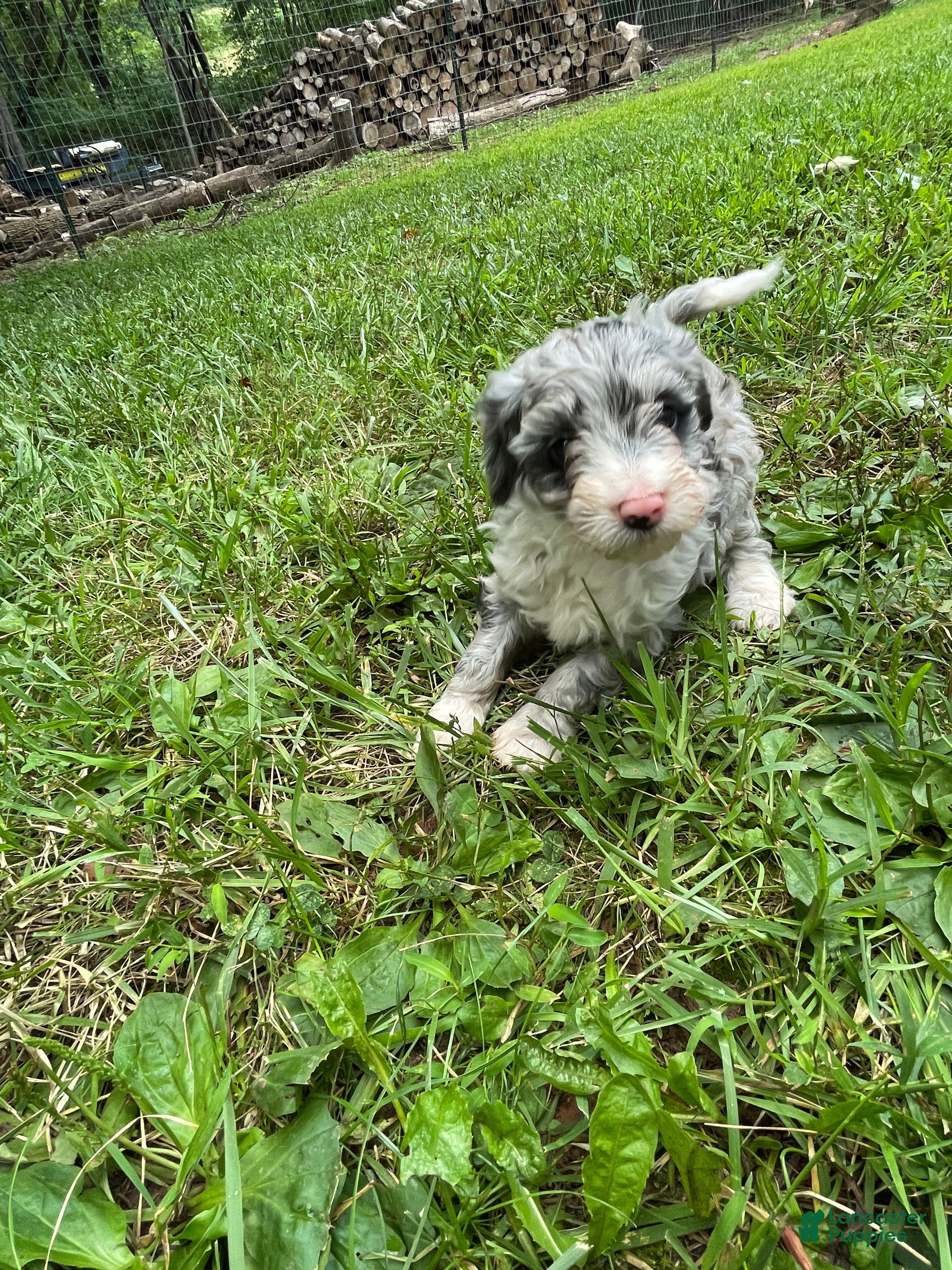 Mini Aussiedoodle dogs Grey - Ad 2