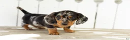 Miniature Dachshund dogs for sale: Ollie - Ad 3