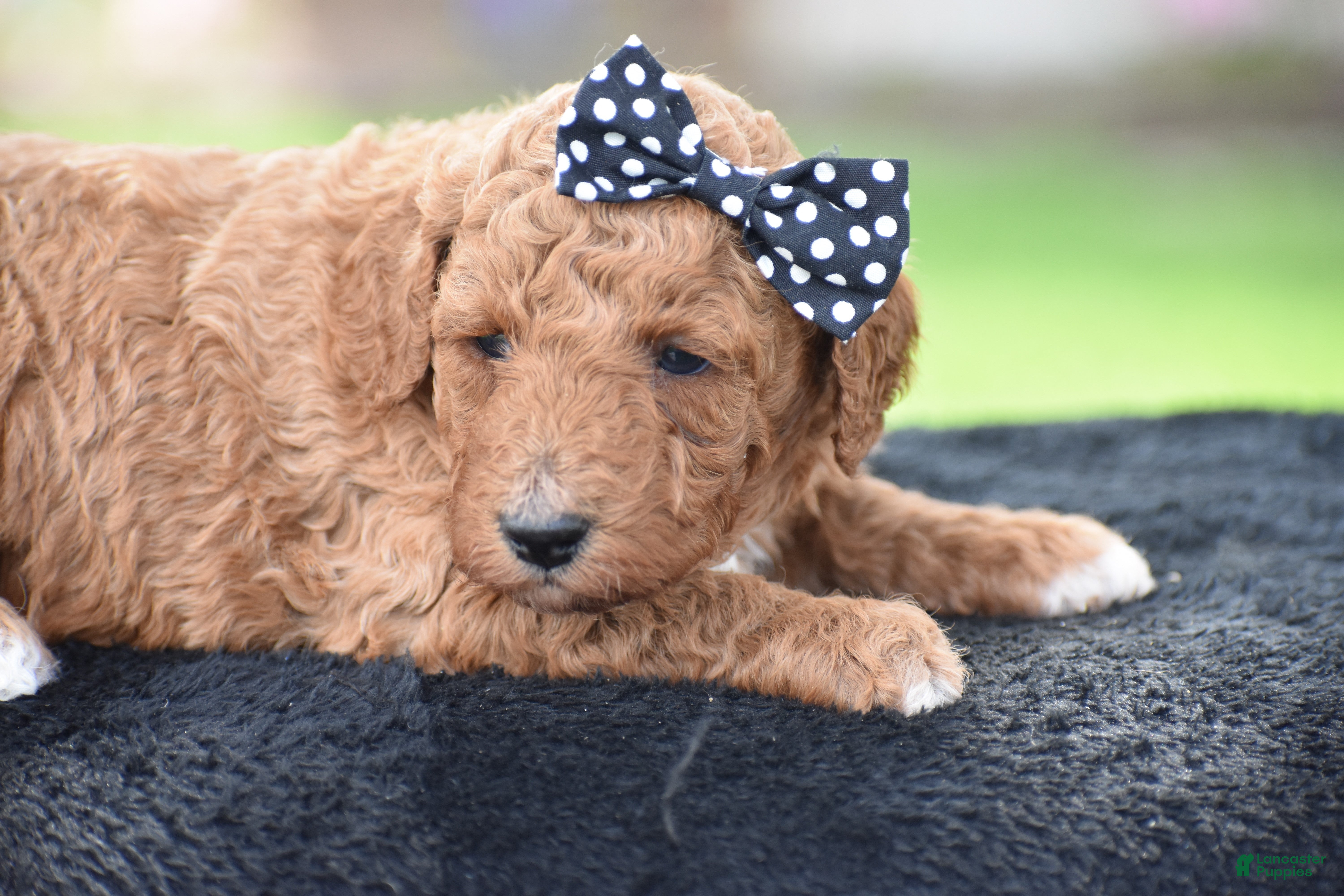 Miniature Poodle dogs Coffee - Ad 2