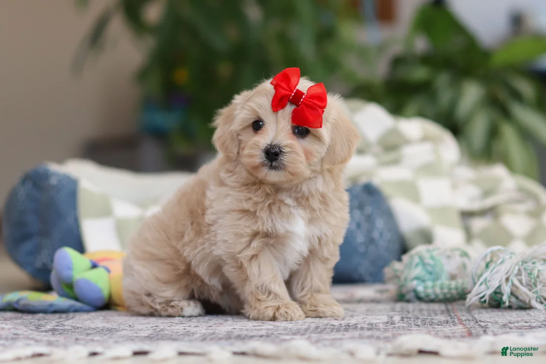 Maltipoo dogs for sale: Waffles - Ad 3