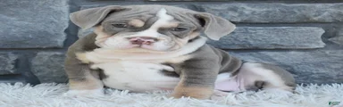 Bella