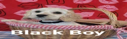 Cockapoo dogs for sale: Black Boy  - Ad 6
