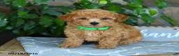Maltipoo dogs for sale: Silas - Ad 3