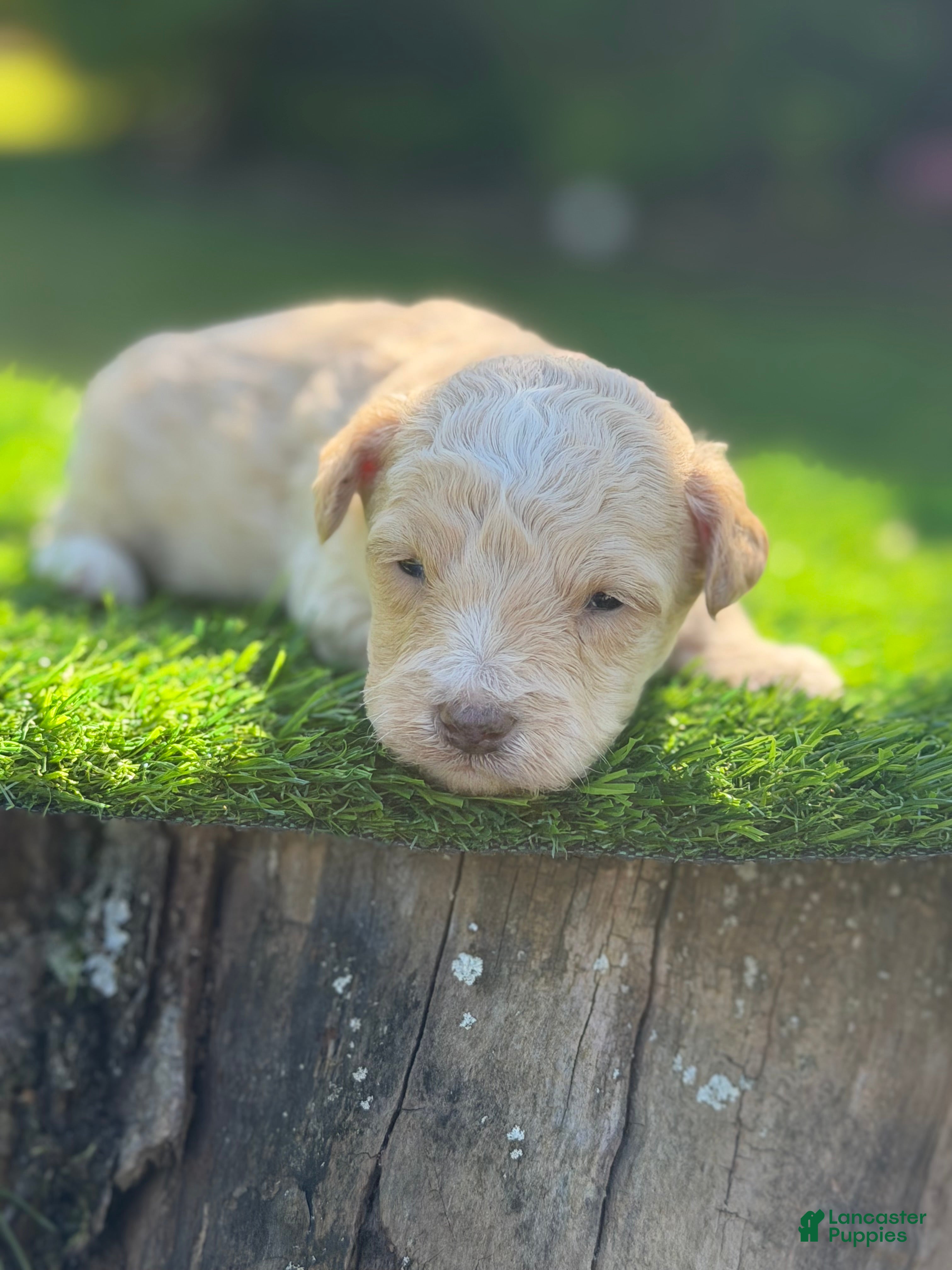 Maltipoo dogs elio - Ad 1