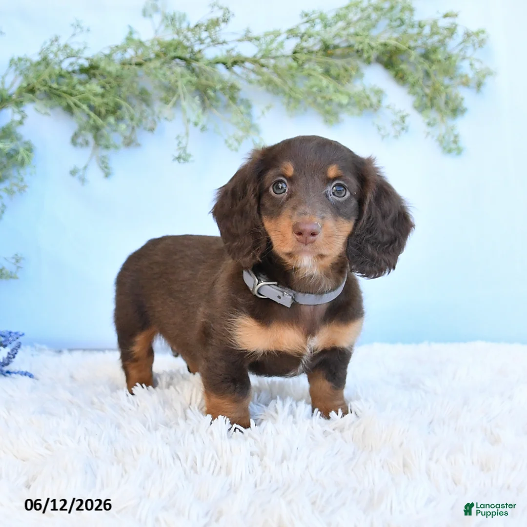 Miniature Dachshund dogs for sale: Shiloh - Ad 1