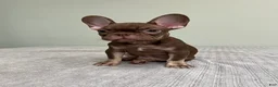 French Bulldog dogs for sale: Hank - Ad 4