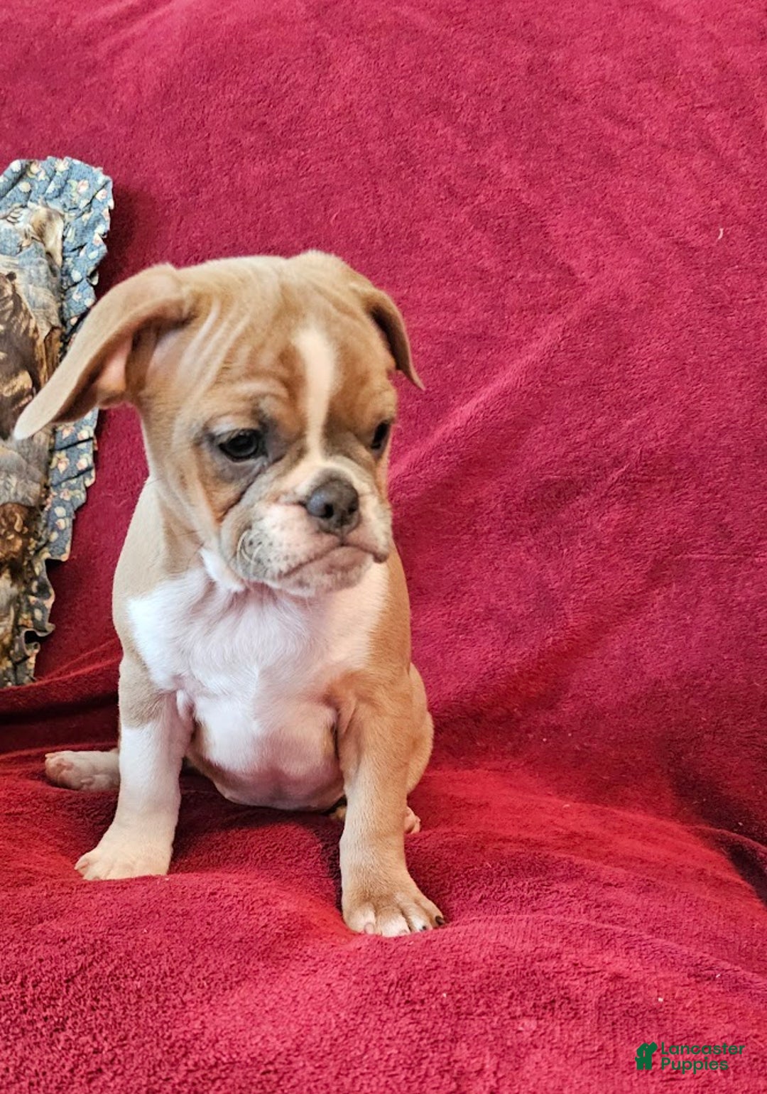 Mixed Breed dogs for sale: Tiny Tan Girl - Ad 8