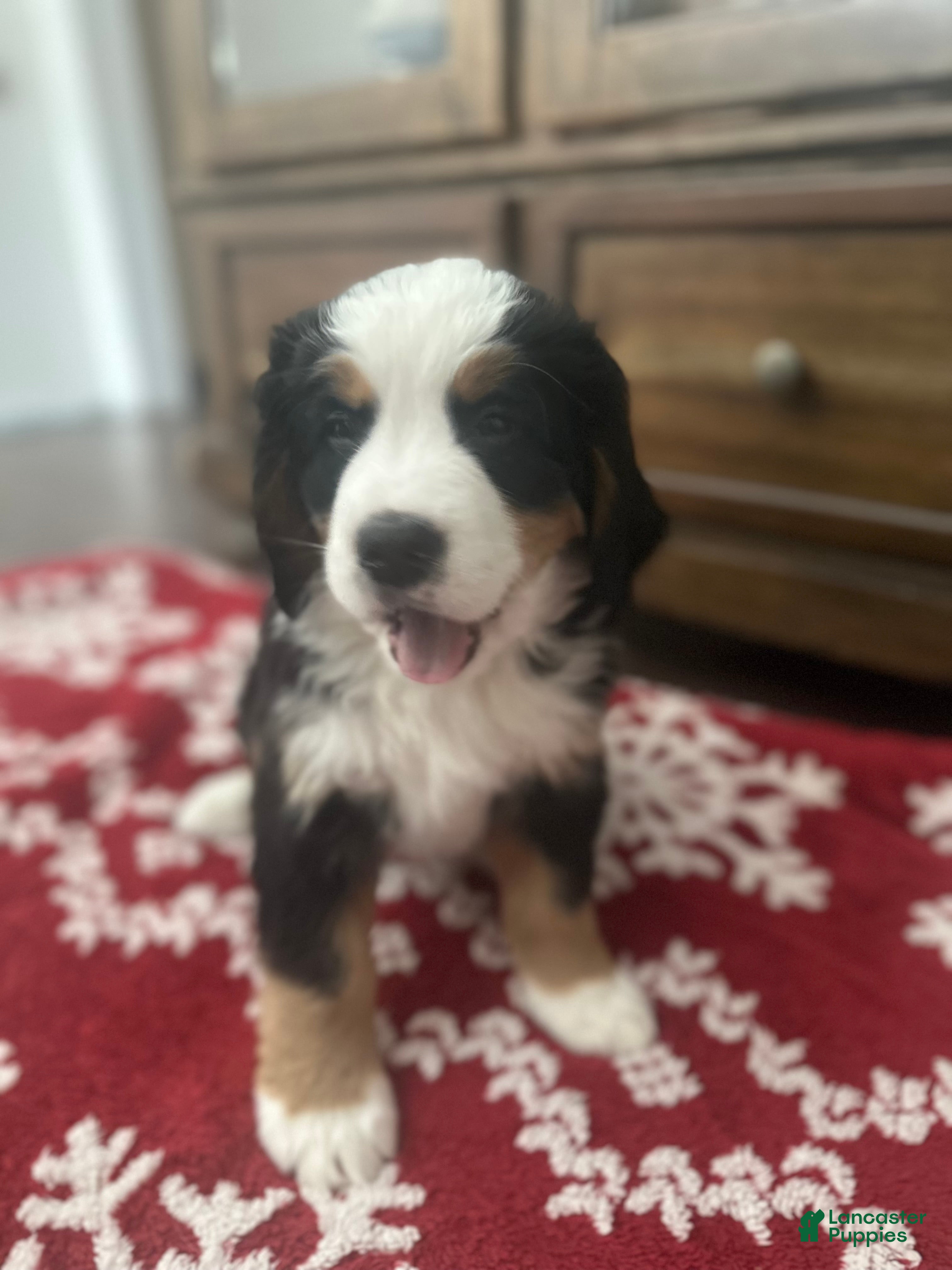 Bernese Mountain Dog dogs Chuck - Ad 6