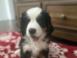 Bernese Mountain Dog dogs Chuck - Ad 6