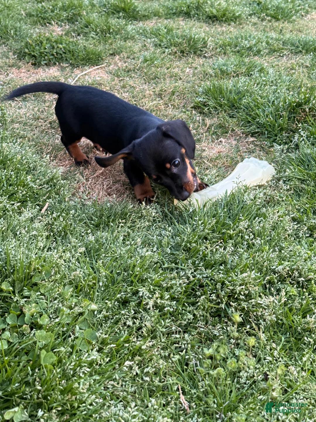 Dachshund dogs for sale: Dachshund Puppy 3 - Ad 2