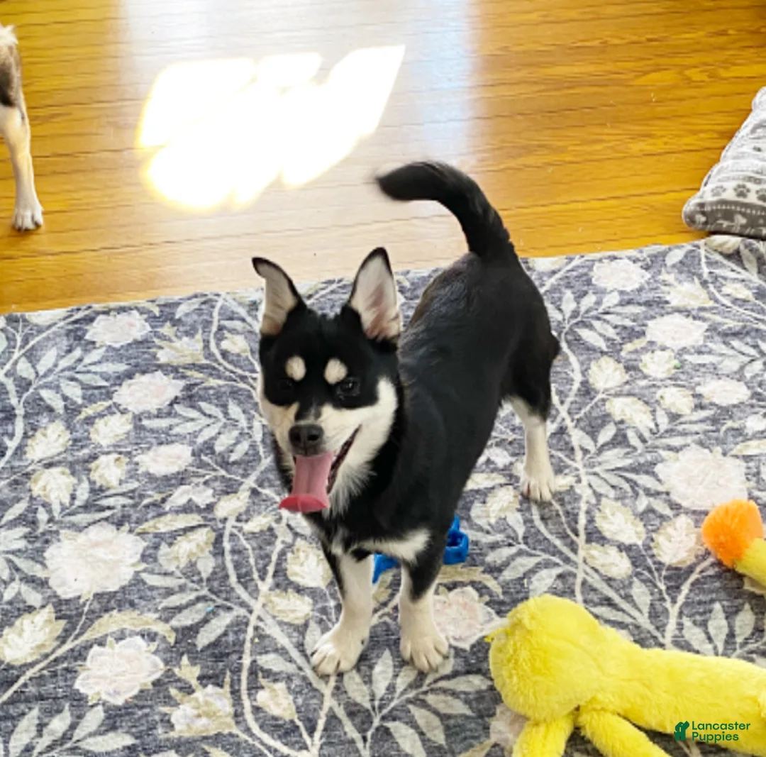 Pomsky dogs for sale: Sugar  - Ad 1