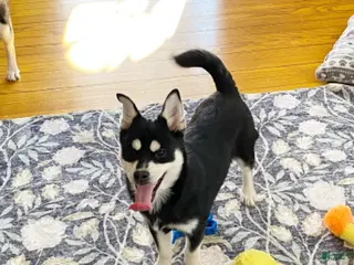 Pomsky dogs Sugar - Ad 6