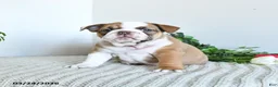 English Bulldog dogs for sale: Trixie Special Needs - Ad 4