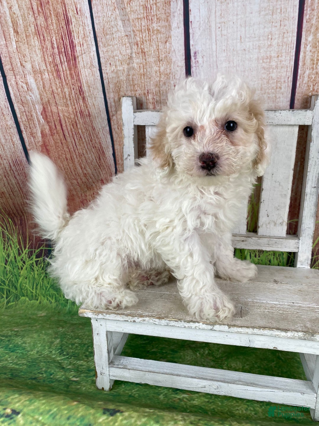 Miniature Poodle dogs for sale: Charlie - Ad 7