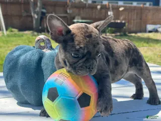 French Bulldog dogs for sale: Inti - Ad 2