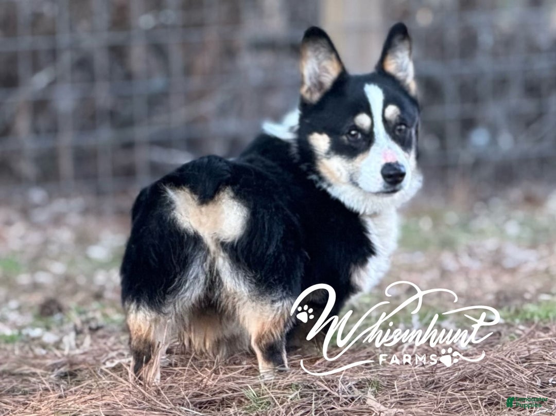 Gallery Image {{count}}