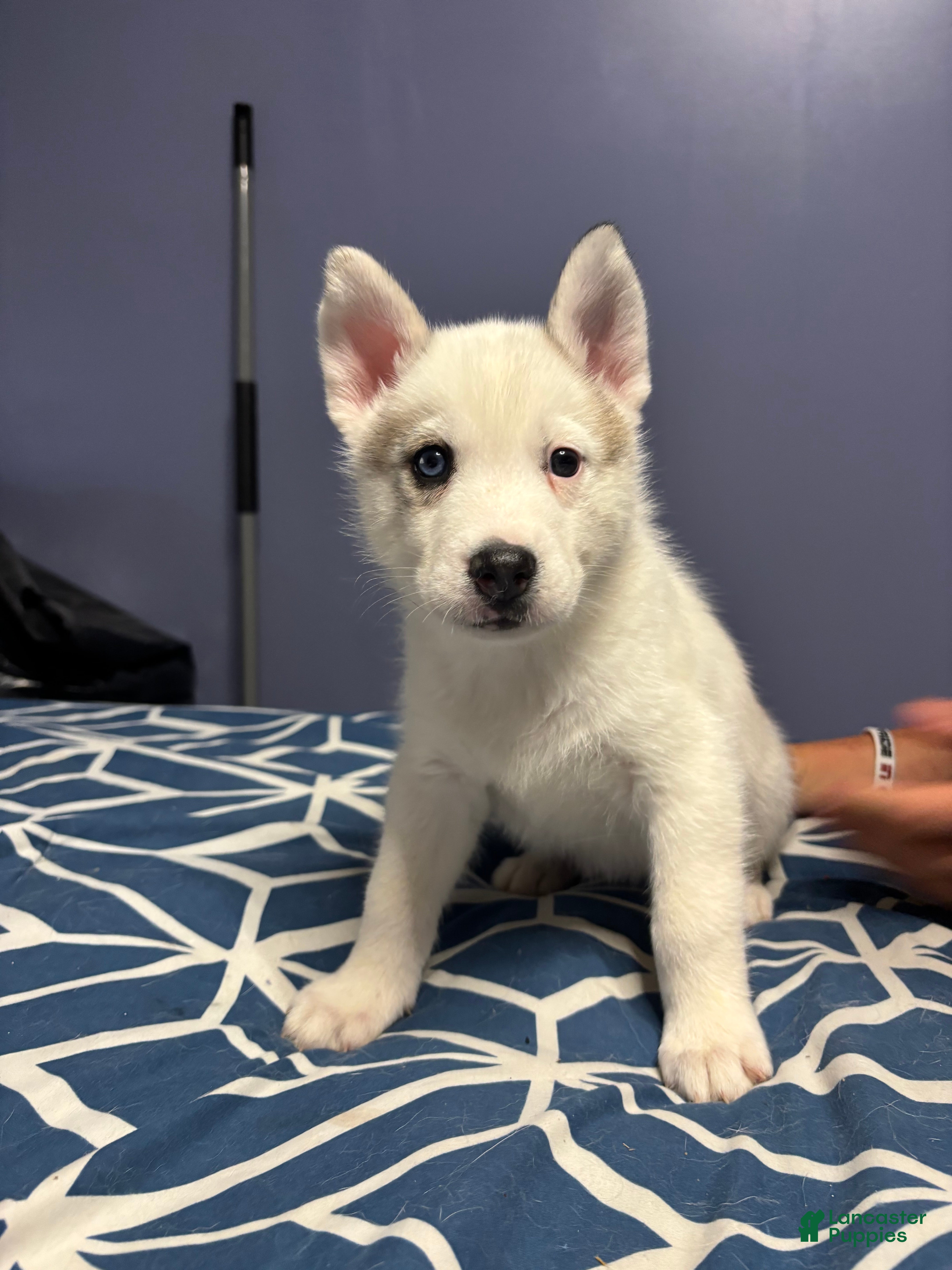 Siberian Husky dogs Siberian Husky Puppy 2 - Ad 20